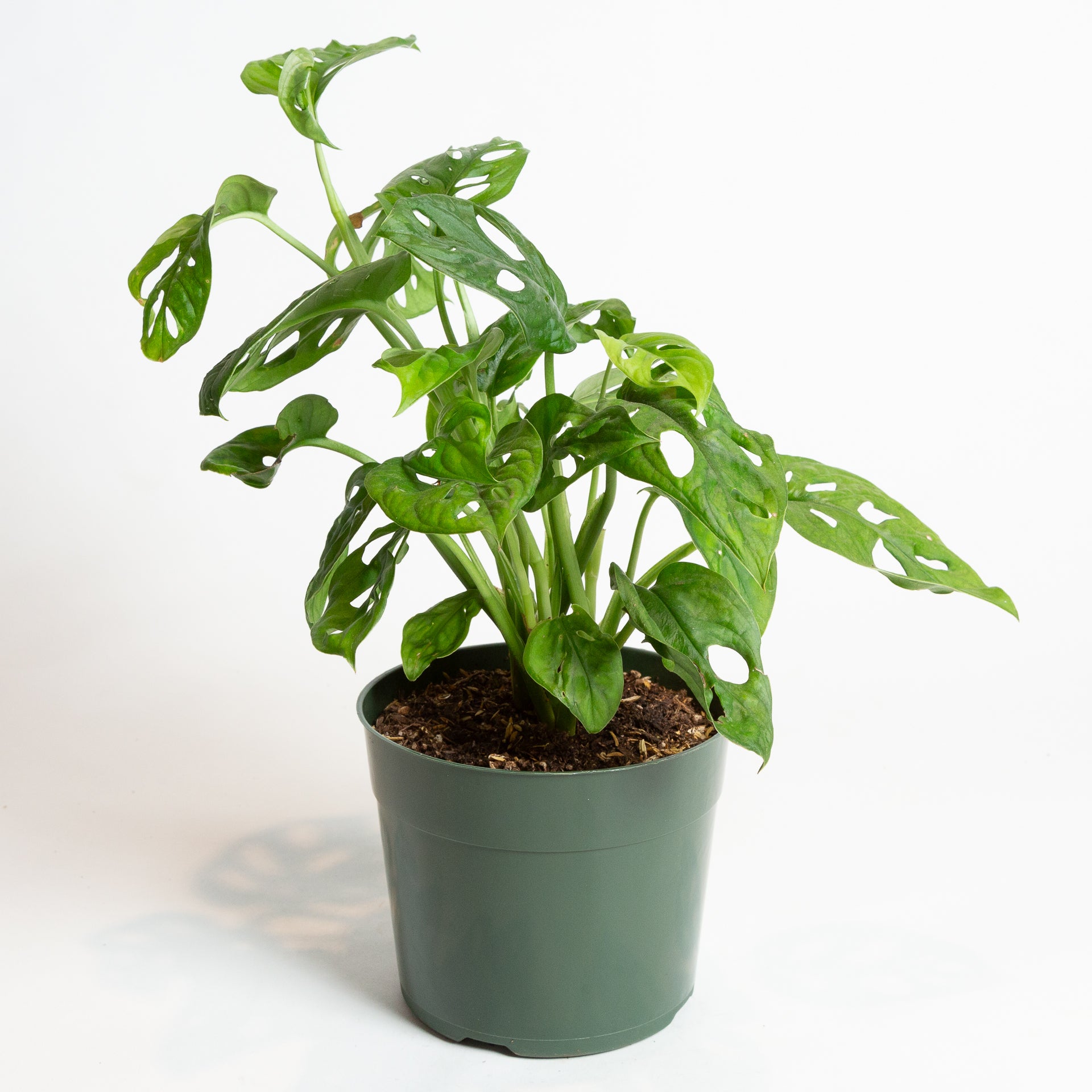 Monstera 'Swiss Cheese' 6" - Urban Sprouts