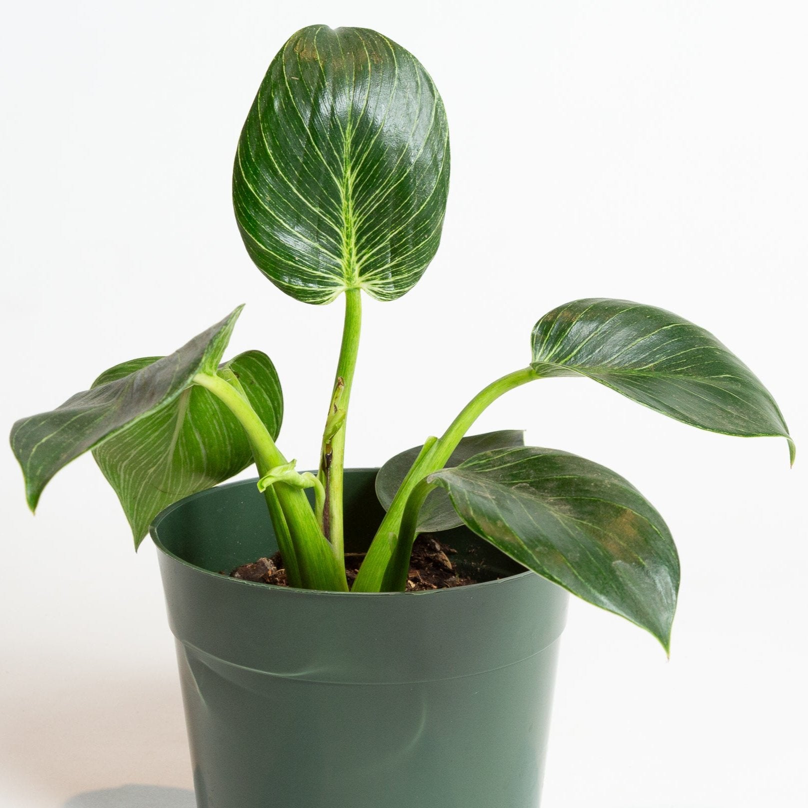 Philodendron 'Birkin' 6" - Urban Sprouts
