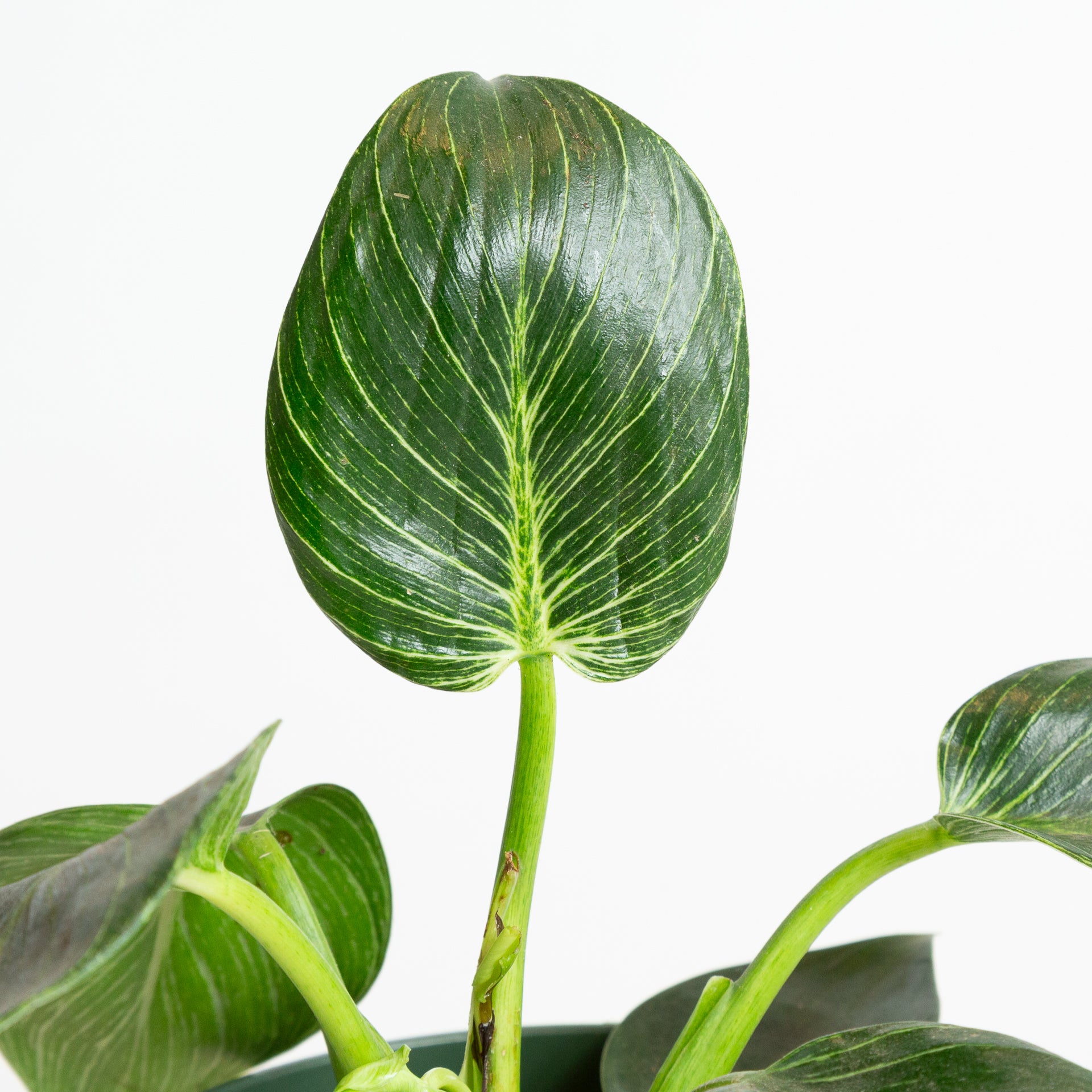 Philodendron 'Birkin' 6" - Urban Sprouts