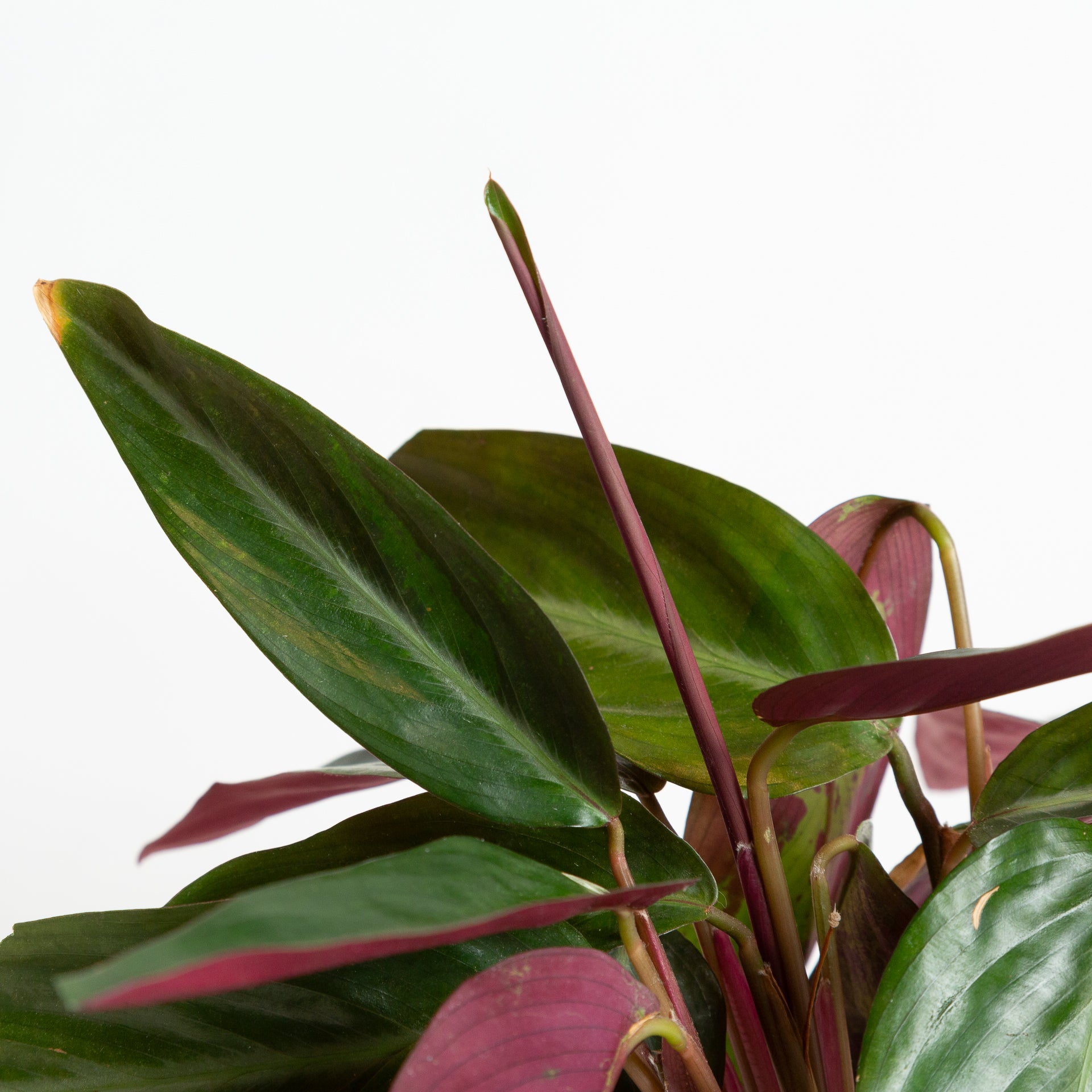 Stromanthe 'Burgundy' 6" - Urban Sprouts