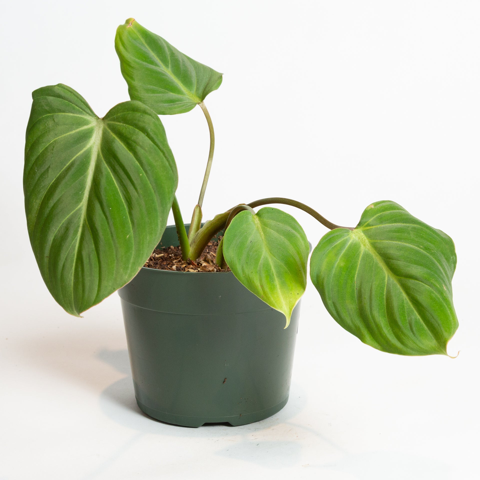 Philodendron 'Gloriosum' 6" - Urban Sprouts