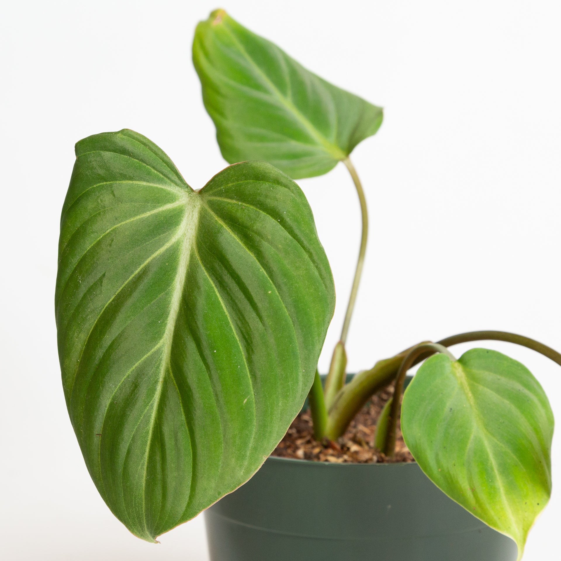Philodendron 'Gloriosum' 6" - Urban Sprouts
