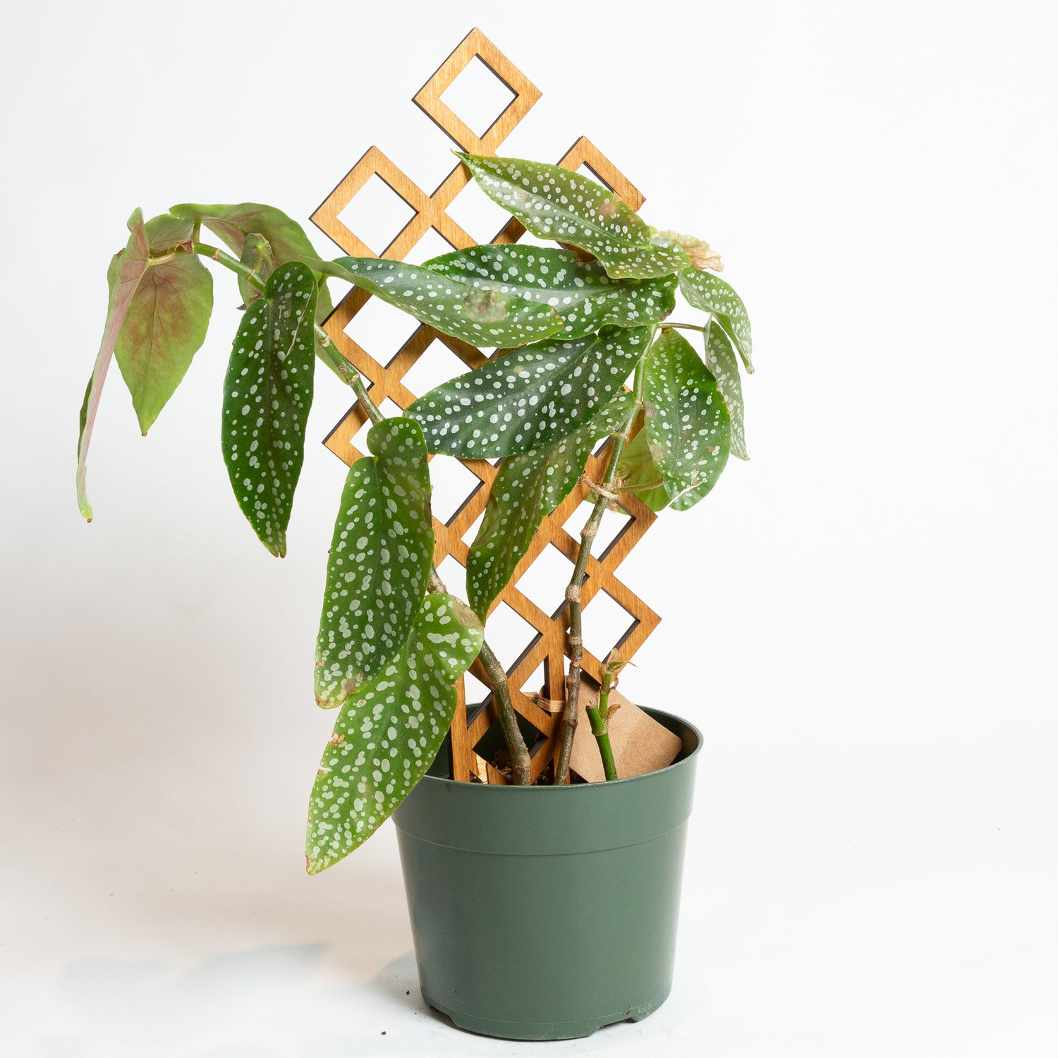 Begonia 'Polka Dot Angel Wing' Silver Spot 6" - Urban Sprouts