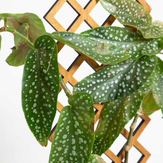 Begonia 'Polka Dot Angel Wing' Silver Spot 6" - Urban Sprouts