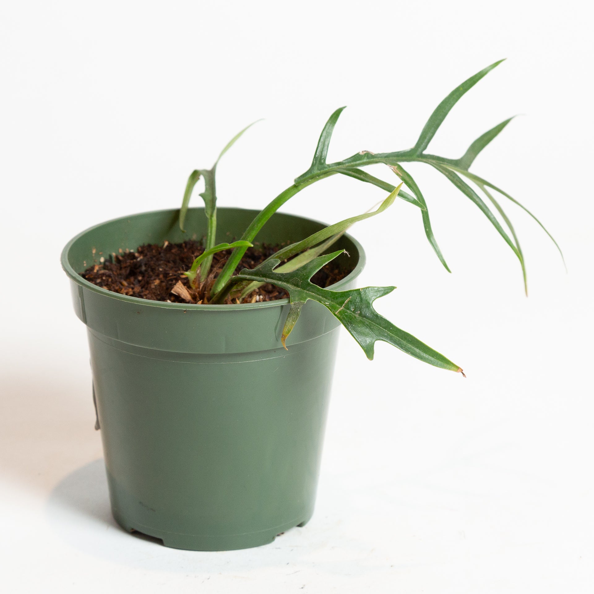 Philodendron 'Corkscrew' 4" - Urban Sprouts