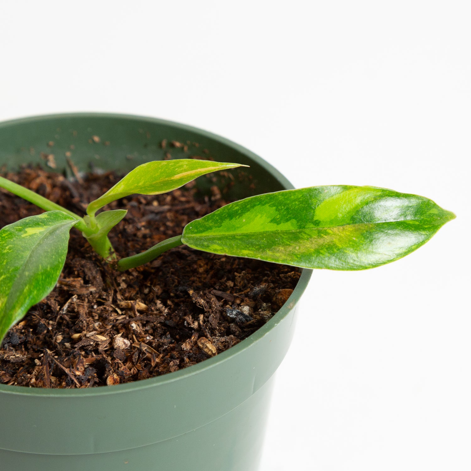 Philodendron 'Paraiso Verde' 4"