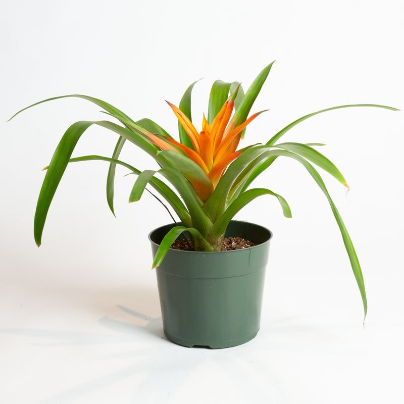 Bromeliad 'Guzmania - Orange' 6"