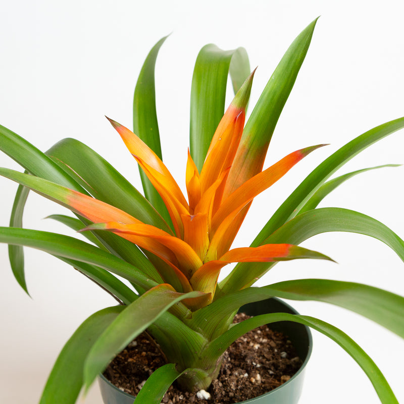 Bromeliad 'Guzmania - Orange' 6"