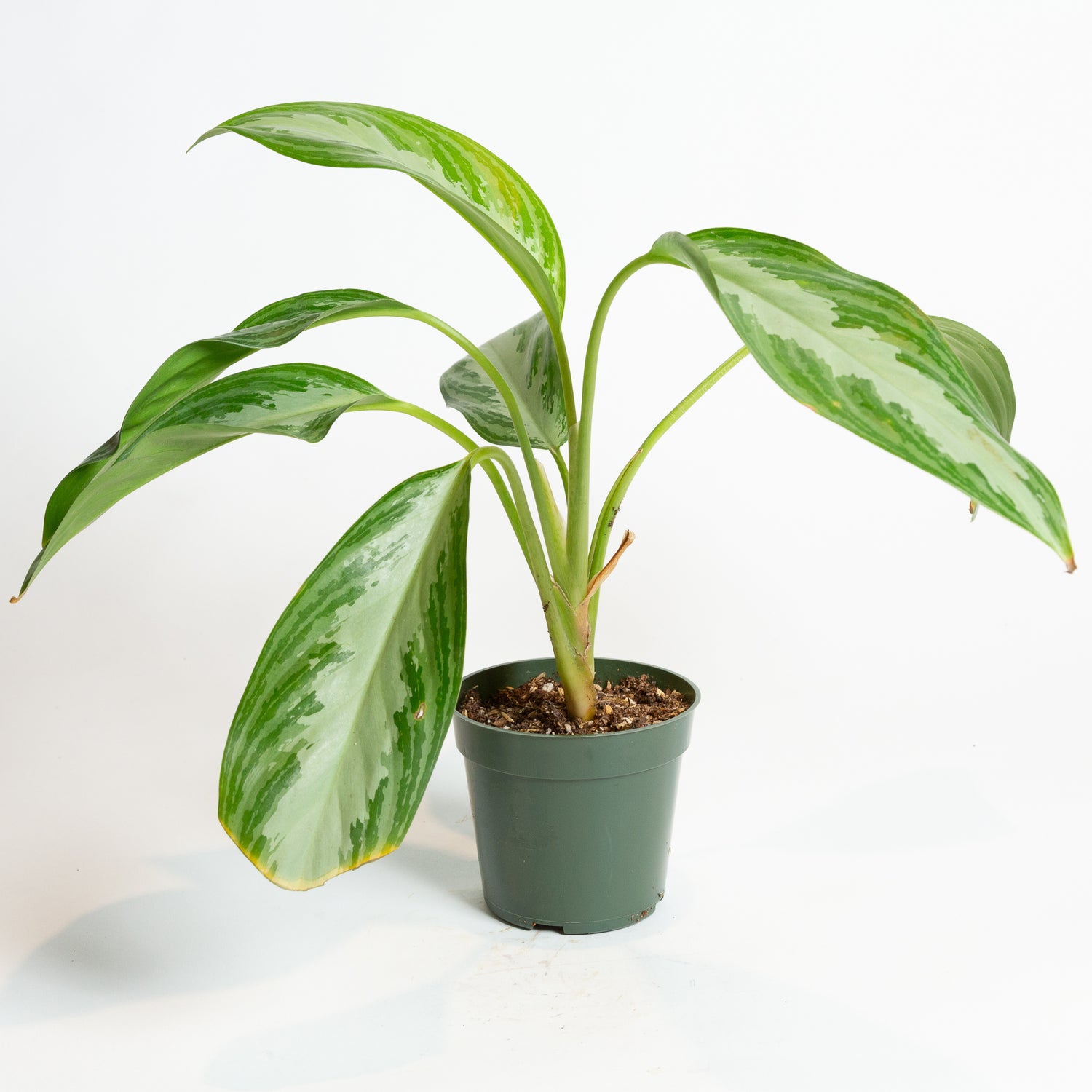 Chinese Evergreen 'Silver Bay' 4"