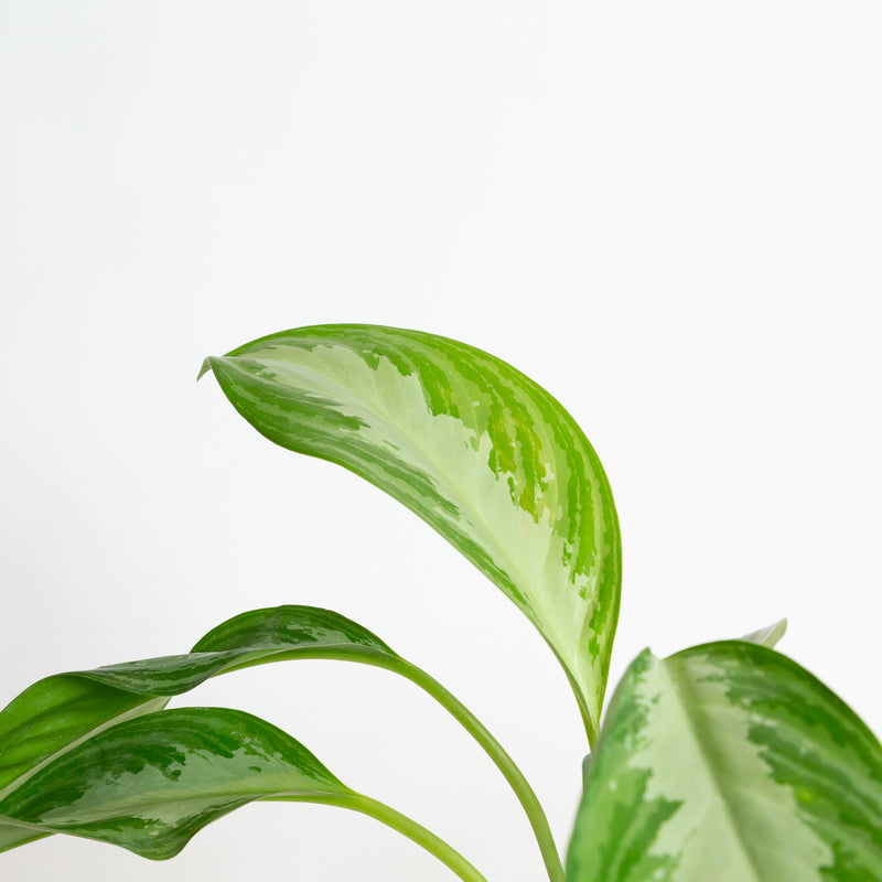 Chinese Evergreen 'Silver Bay' 4"