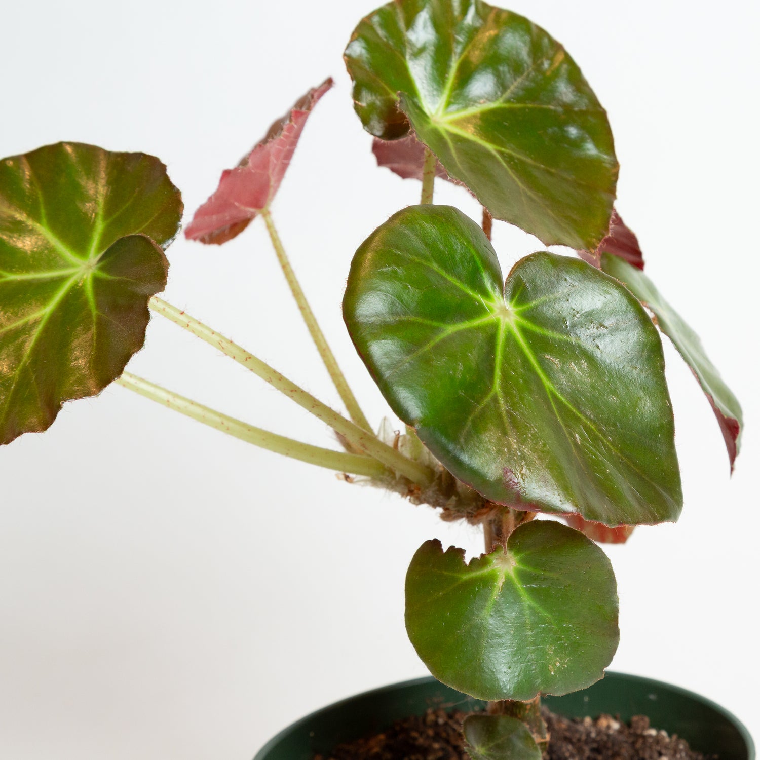 Begonia 'Beefsteak' 6"