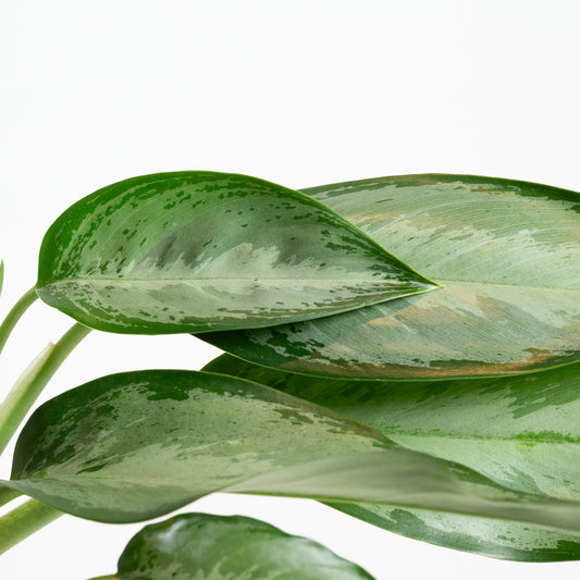 Chinese Evergreen 'Silverado' 6"