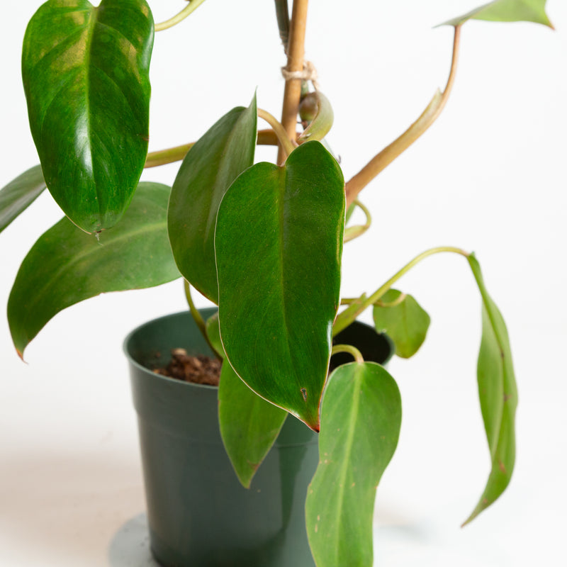 Philodendron 'Red Emerald' 6"