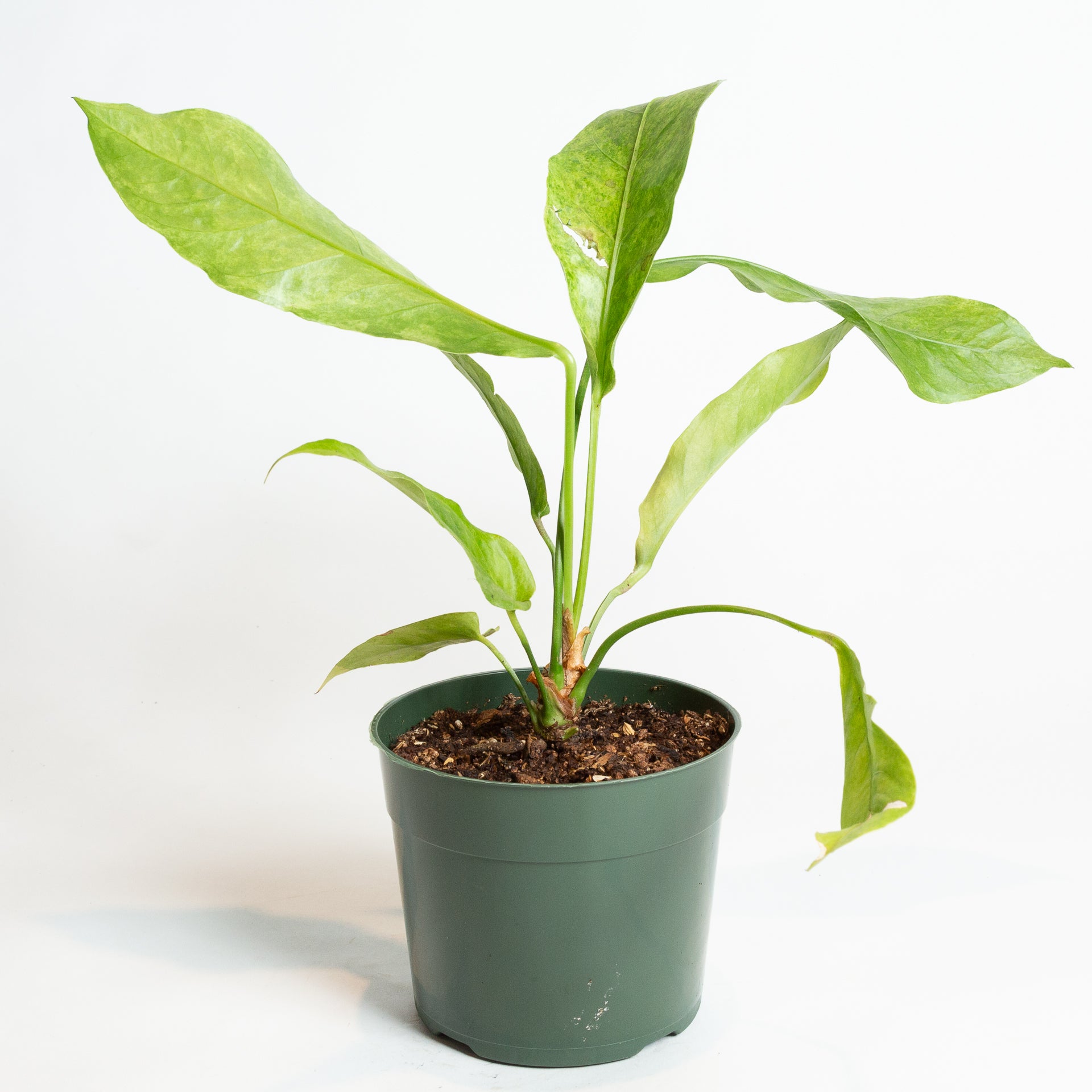 Flamingo Flower 'Renaissance' 6" - Urban Sprouts