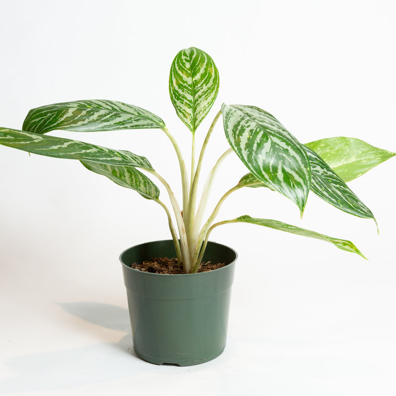 Chinese Evergreen 'Golden Madonna' 6"