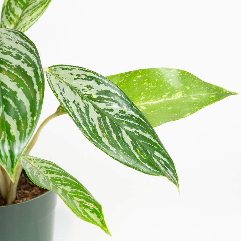 Chinese Evergreen 'Golden Madonna' 6"