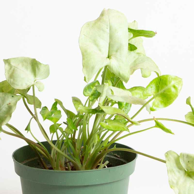 Arrowhead Vine 'White Butterfly' 6"