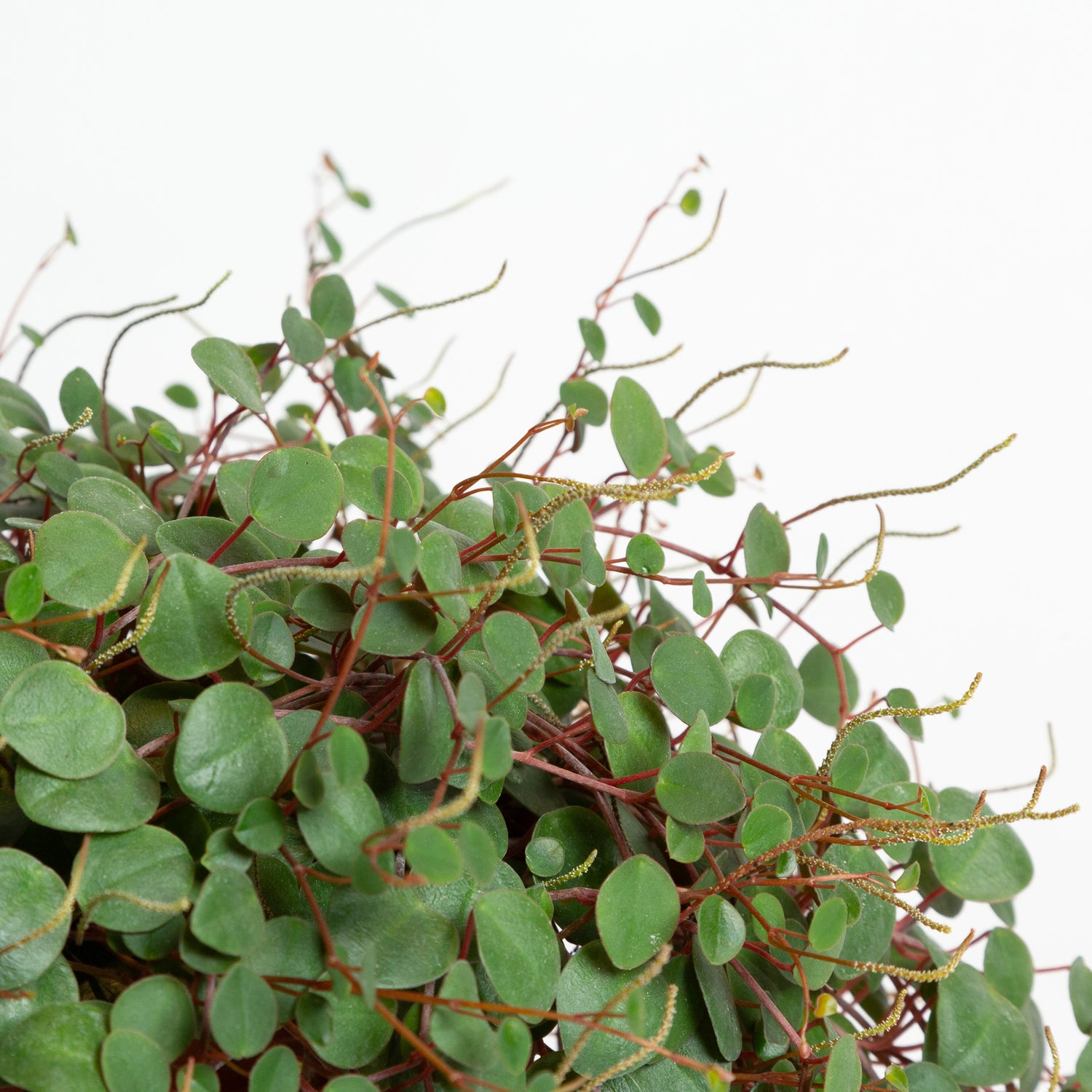 Peperomia 'Pepperspot' 6"