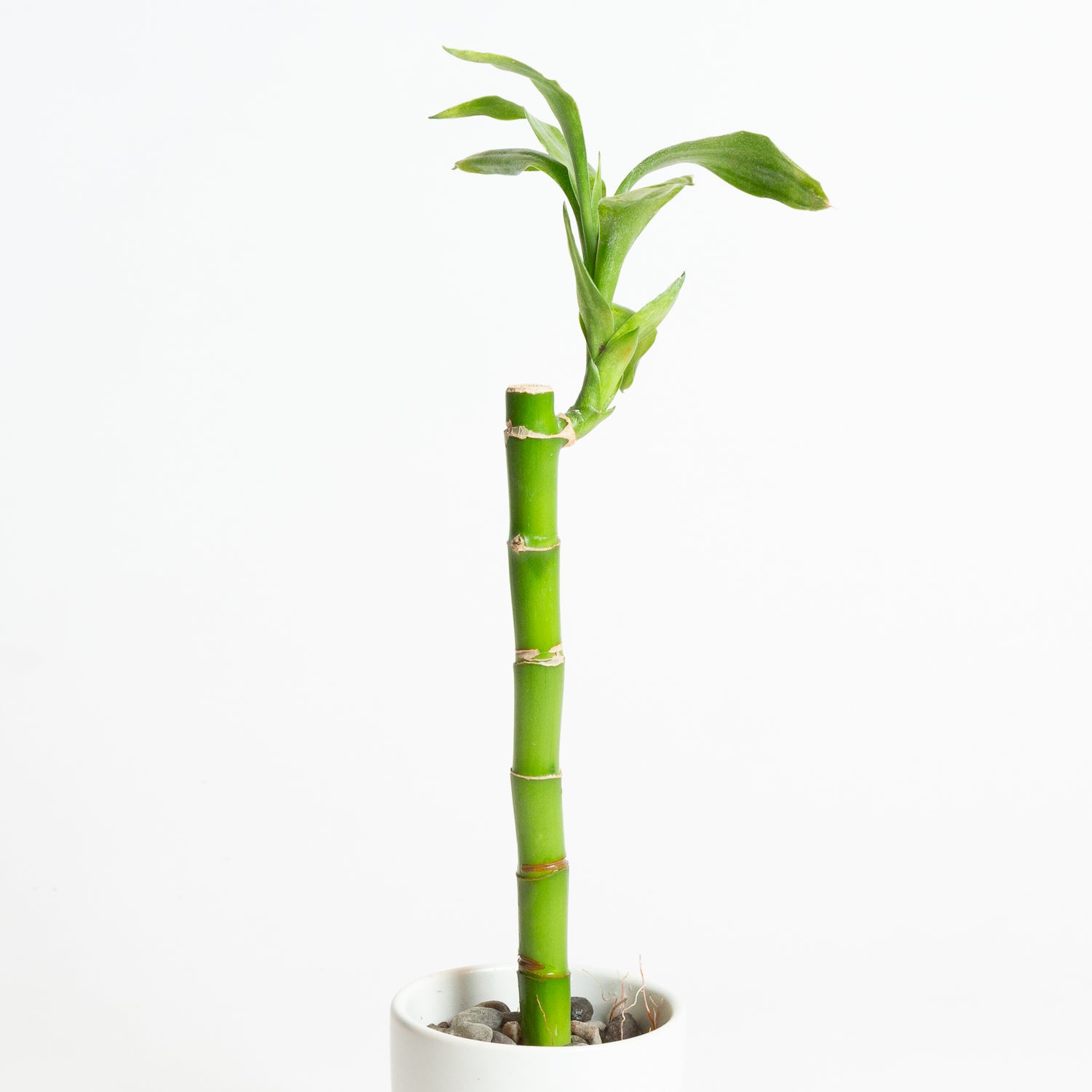 Lucky Bamboo Stalk 8"