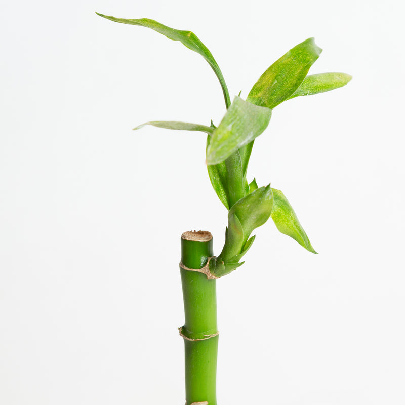 Lucky Bamboo Stalk 4"