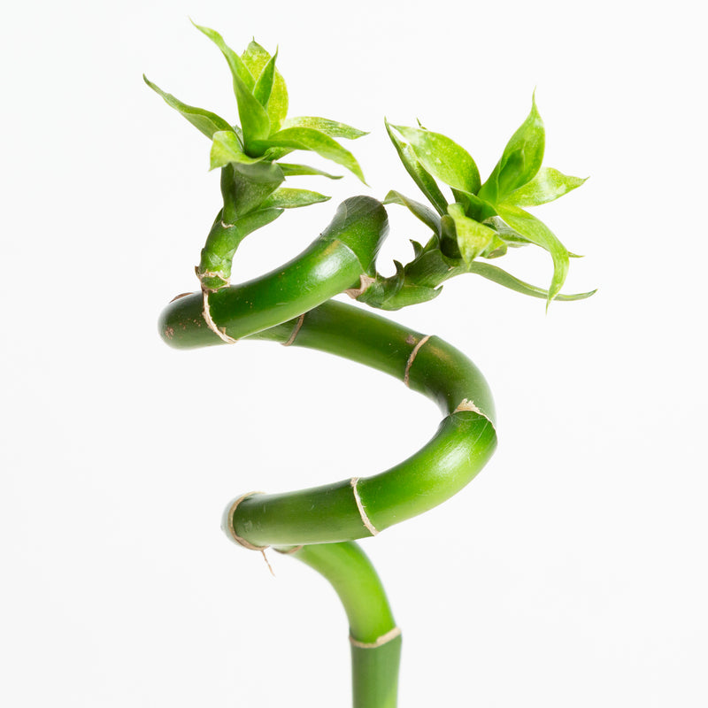 Lucky Bamboo Stalk 12" Curly