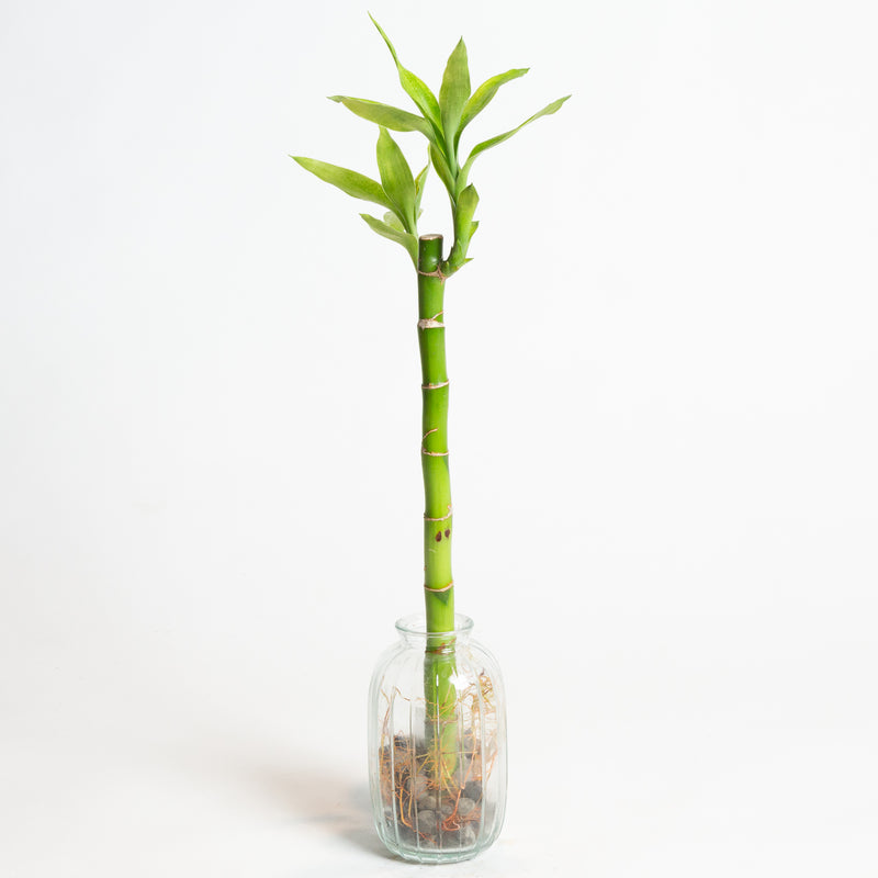 Lucky Bamboo Stalk 12"