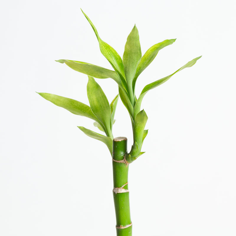 Lucky Bamboo Stalk 12"