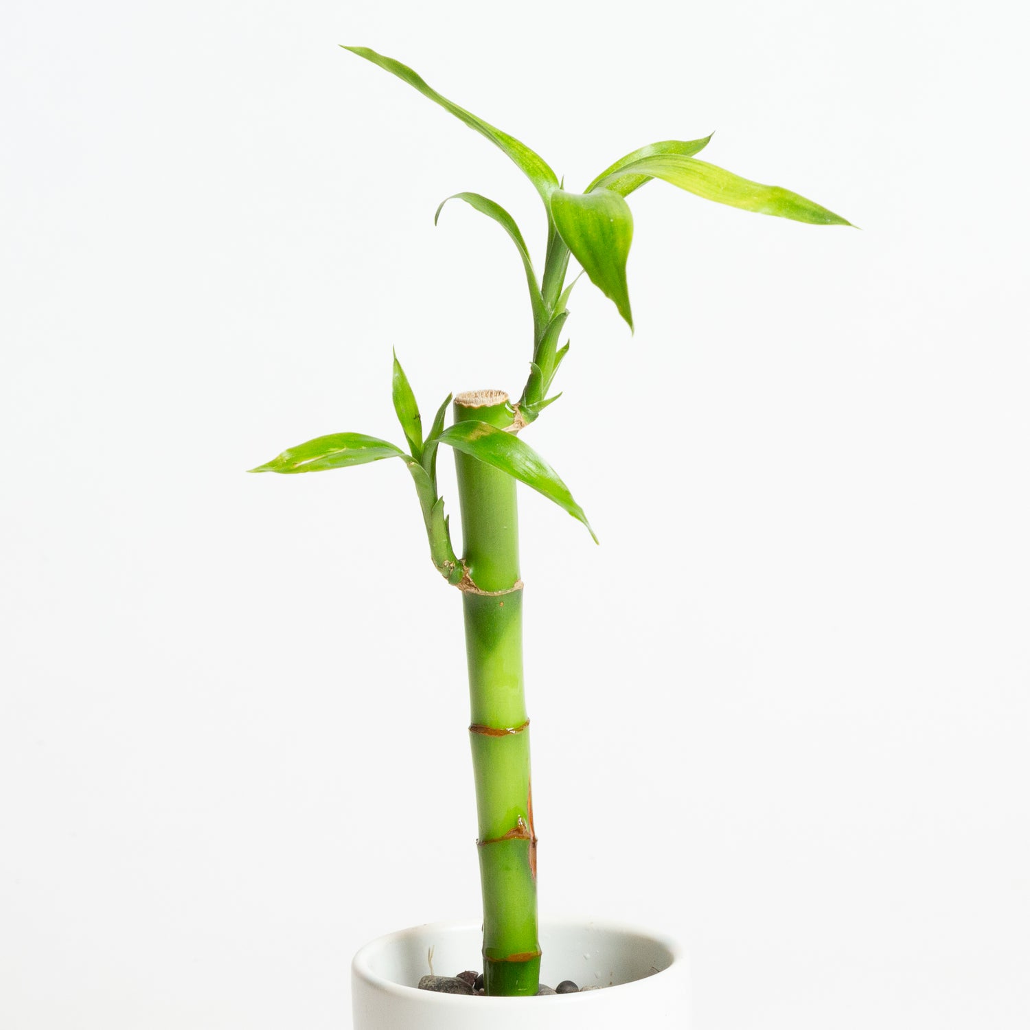 Lucky Bamboo Stalk 6"