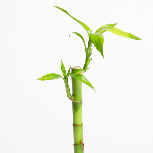 Lucky Bamboo Stalk 6"