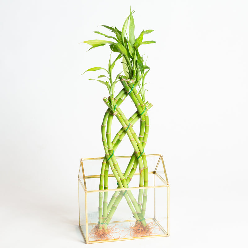 Lucky Bamboo Trellis Arrangement (8 stalk)