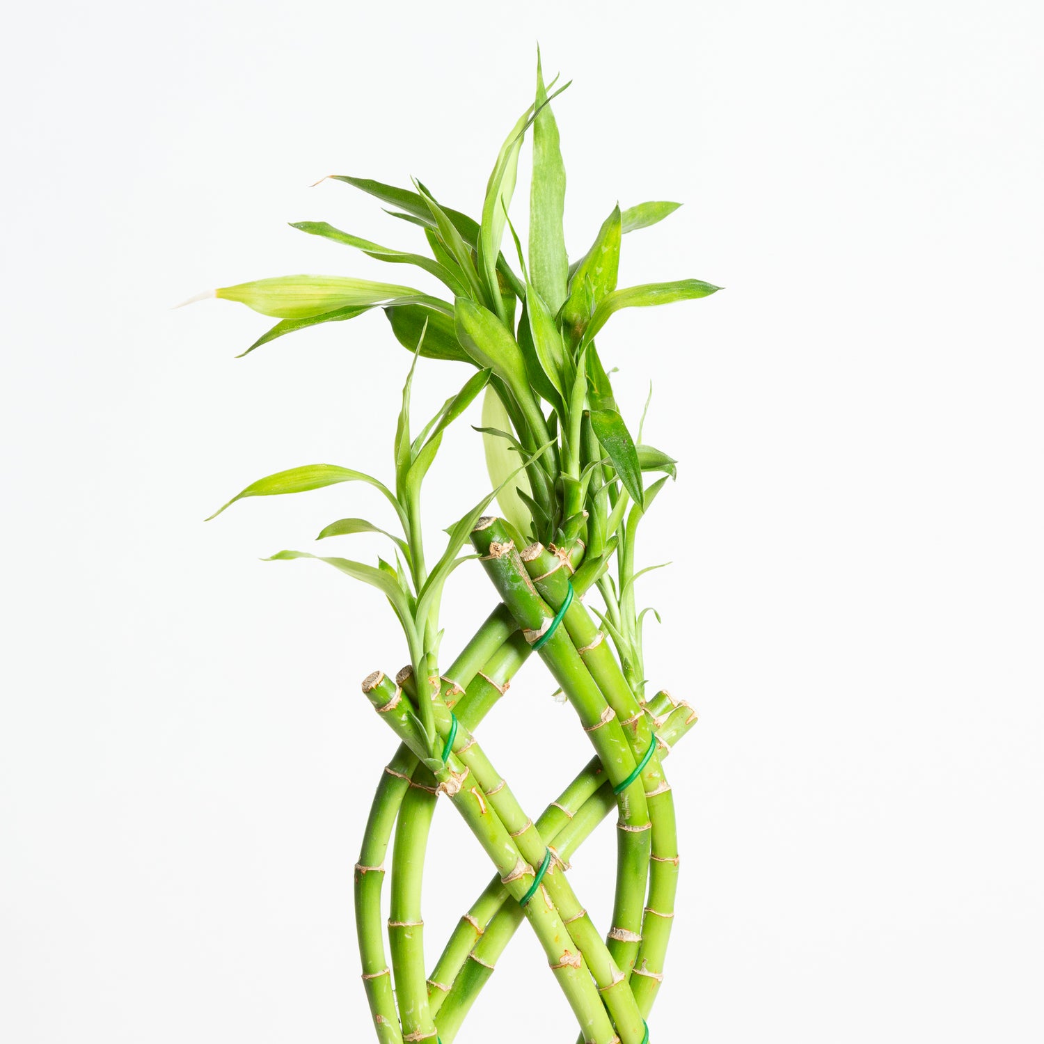 Lucky Bamboo Trellis Arrangement (8 stalk)