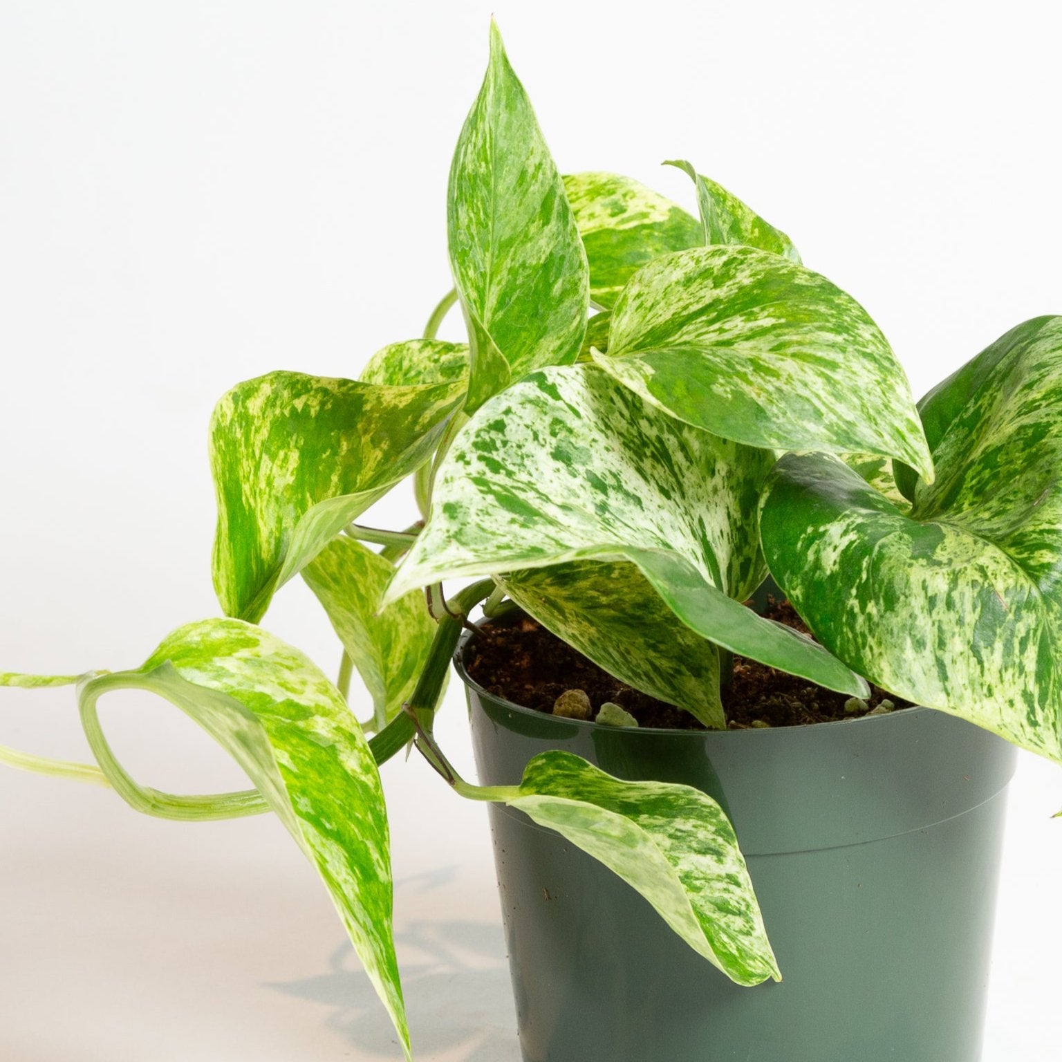 Pothos 'Marble Queen' 6" - Urban Sprouts