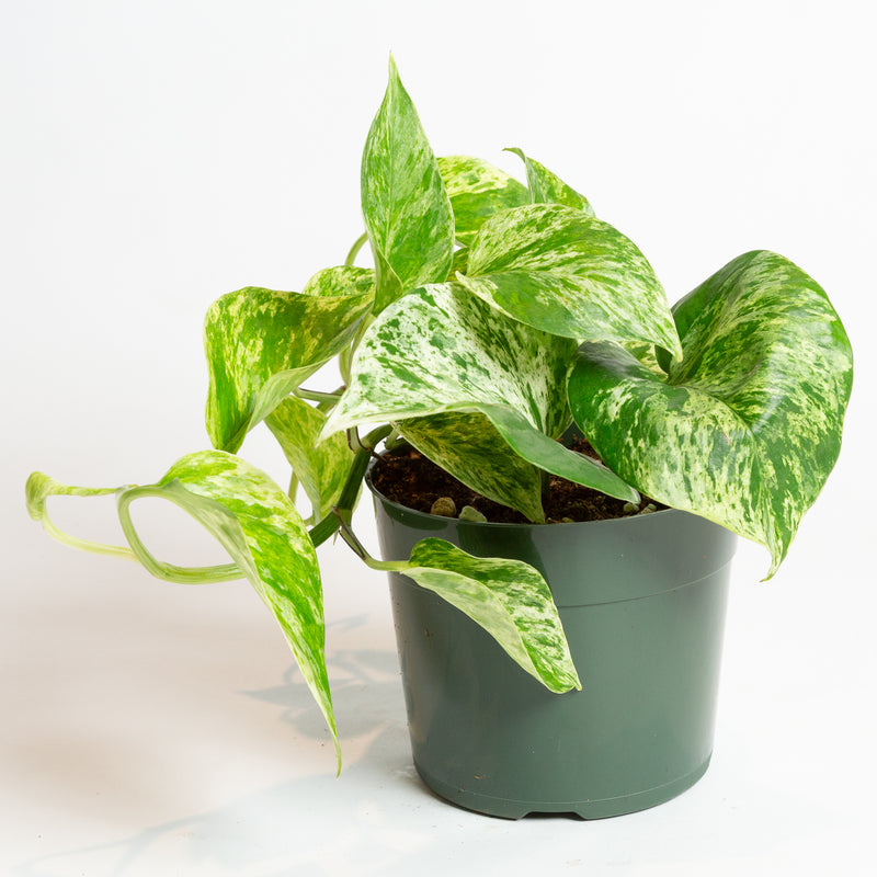 Pothos 'Marble Queen' 4"