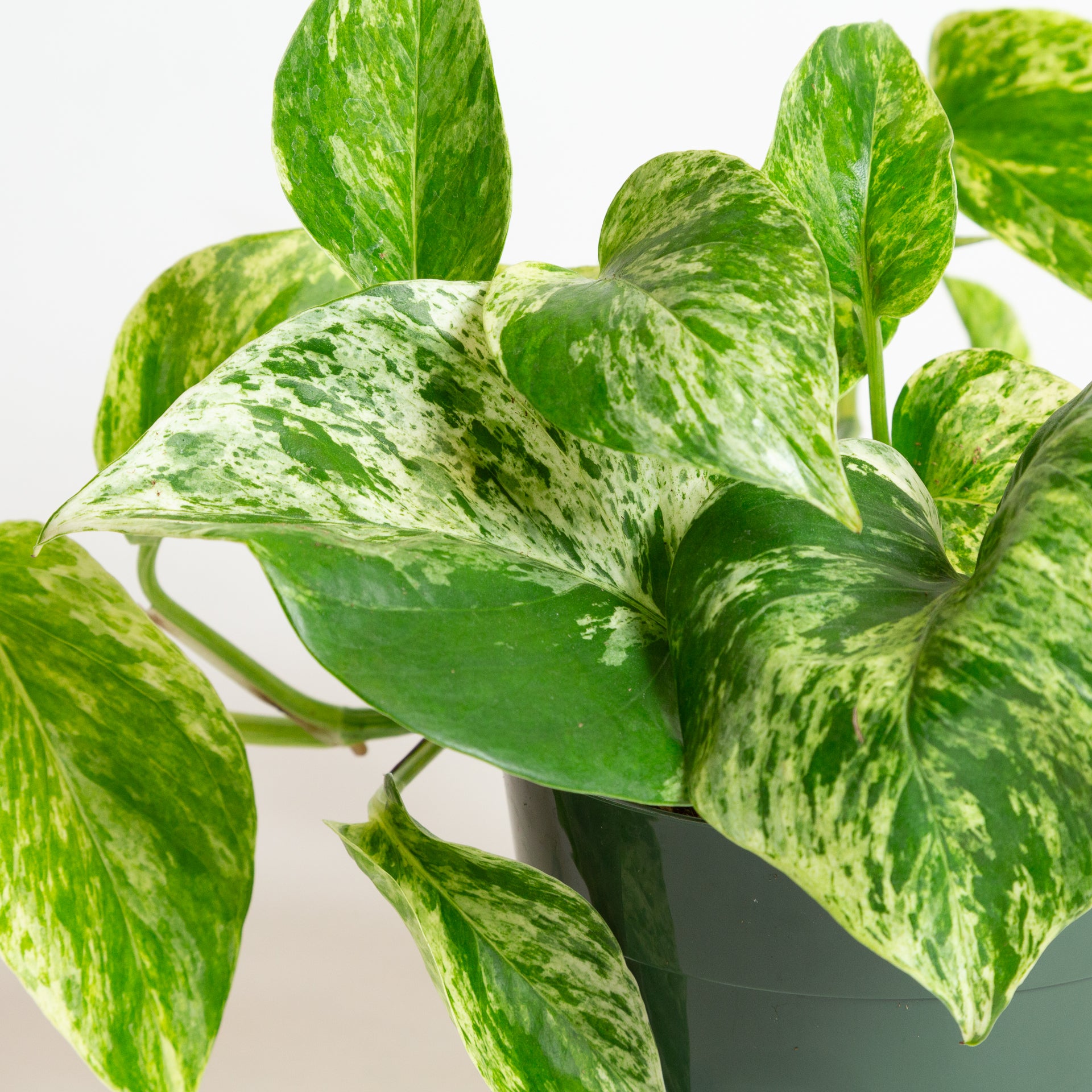 Pothos 'Marble Queen' 6" - Urban Sprouts