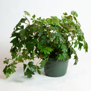 Grape Ivy 'Oak Leaf' 6" - Urban Sprouts