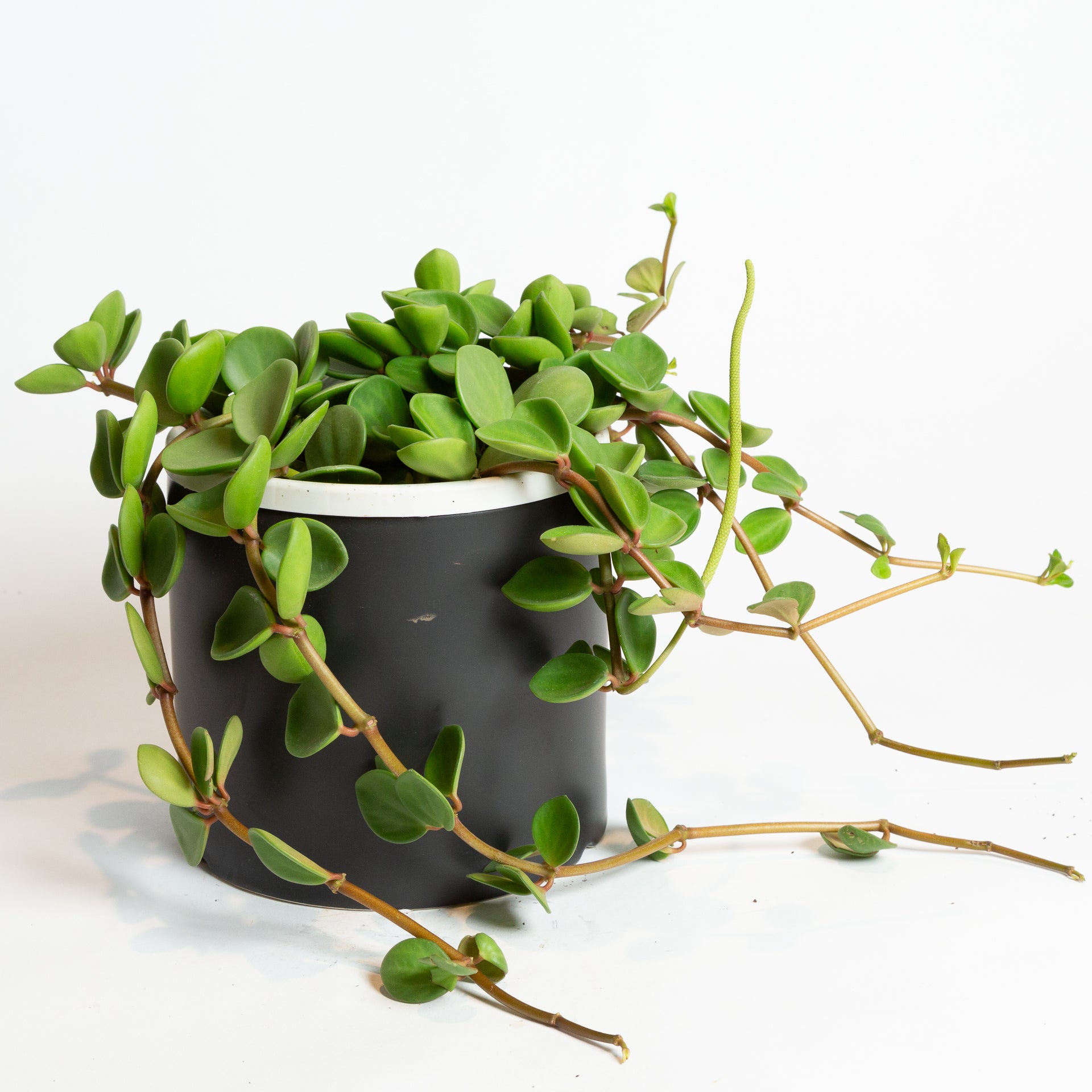 Peperomia 'Hope' 6" - Urban Sprouts