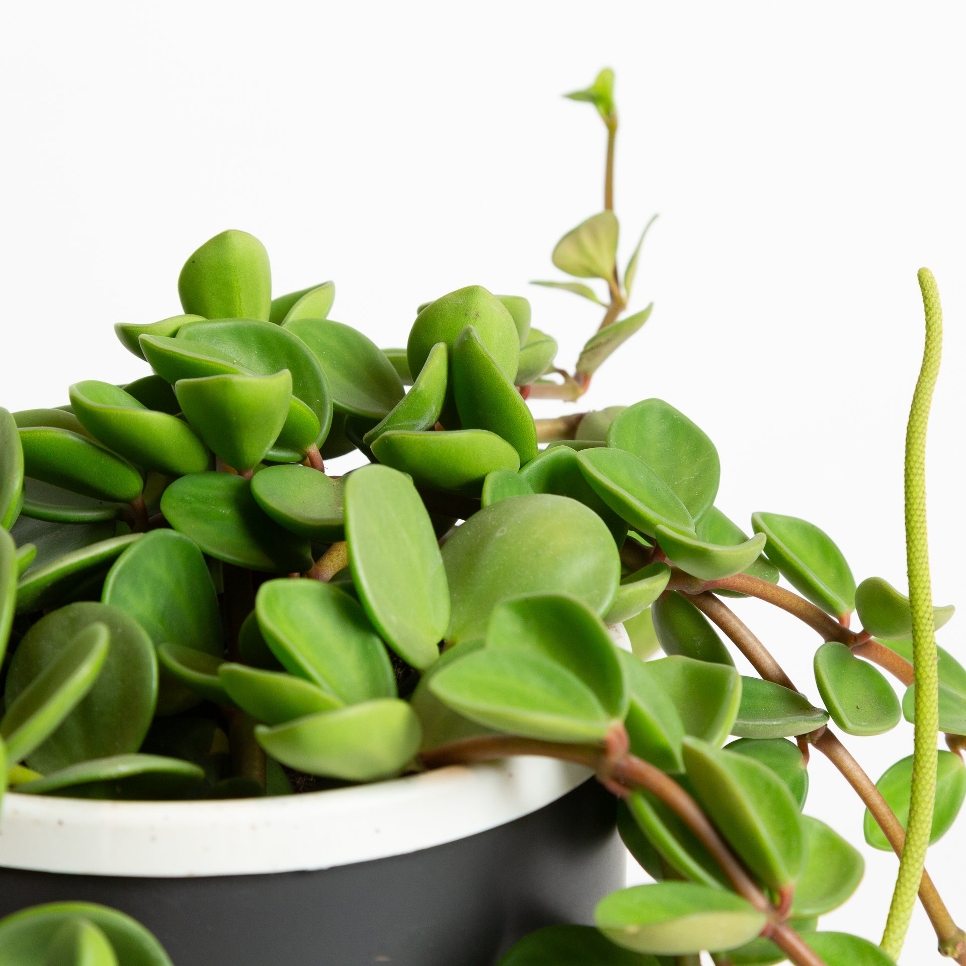 Peperomia 'Hope' 6" - Urban Sprouts