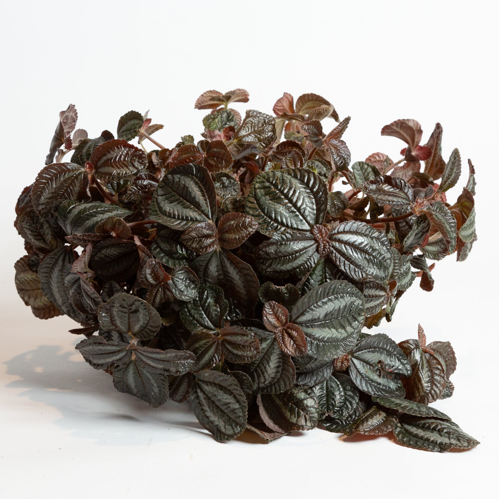 Pilea 'Bronze' 6" - Urban Sprouts