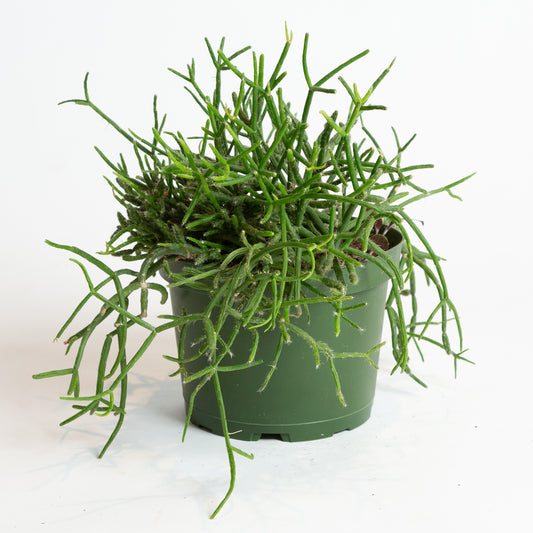 Cactus 'Mistletoe - Rhipsalis' Asst 4"