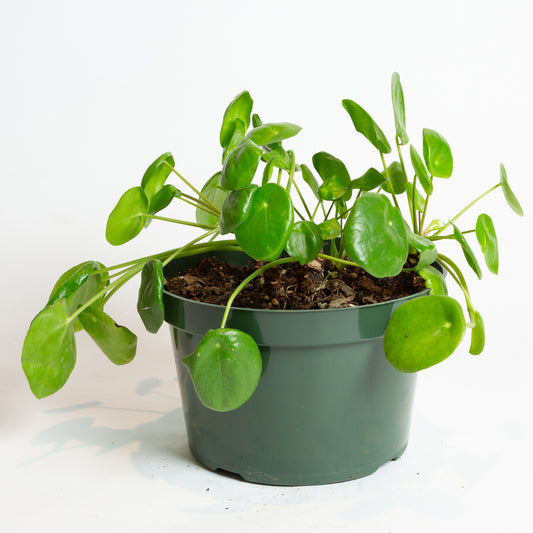 Pilea 'Money Plant' 8"