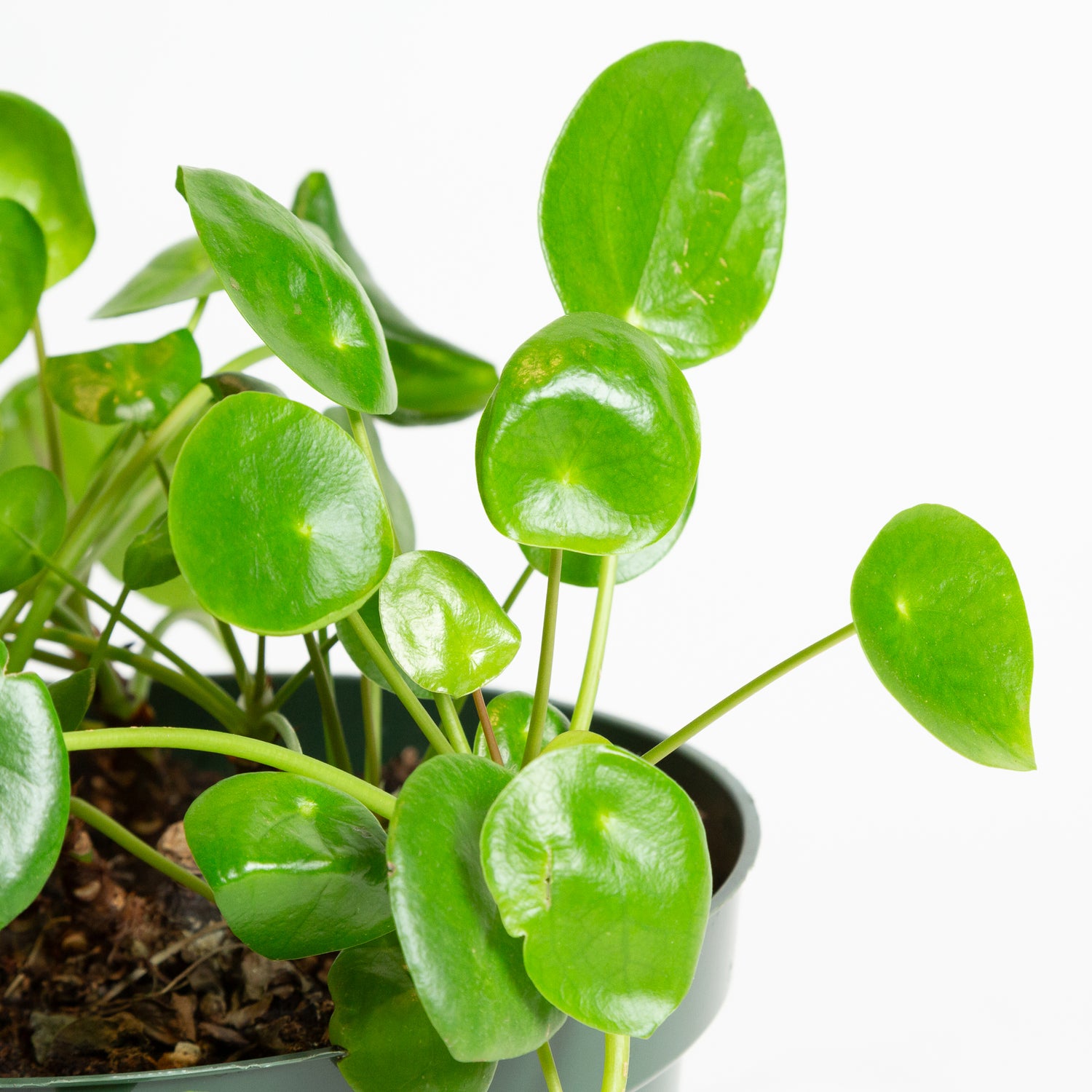 Pilea 'Money Plant' 8"