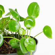 Pilea 'Money Plant' 8" - Urban Sprouts