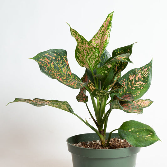 Chinese Evergreen 'Lady Valentine' 8"