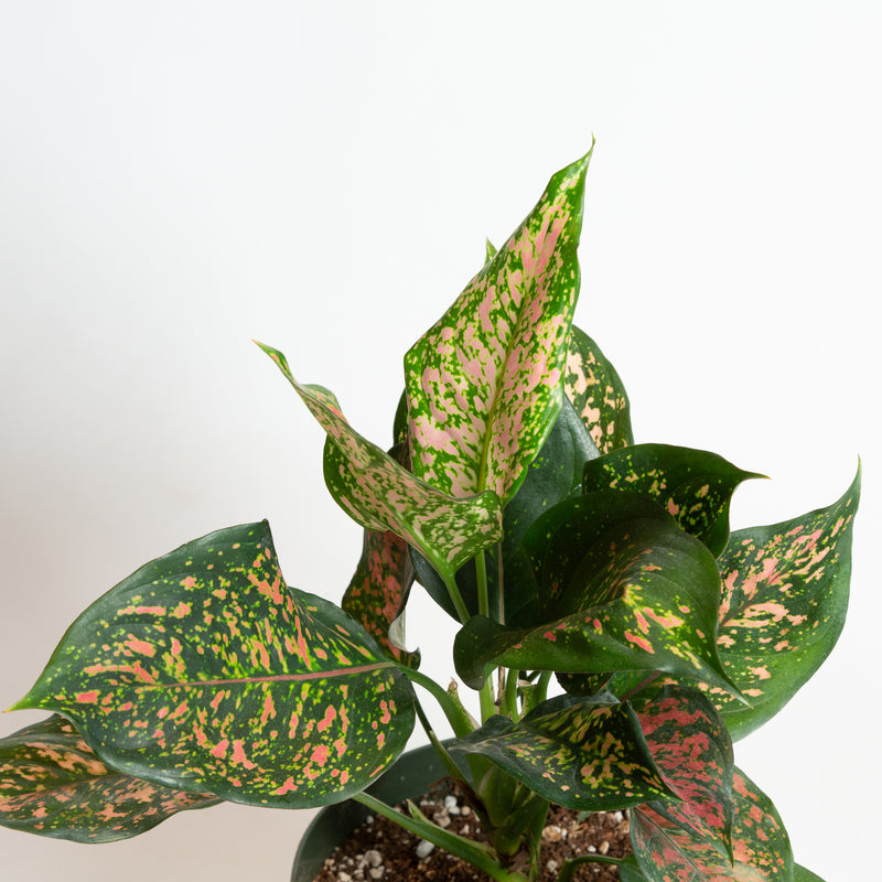 Chinese Evergreen 'Lady Valentine' 8"