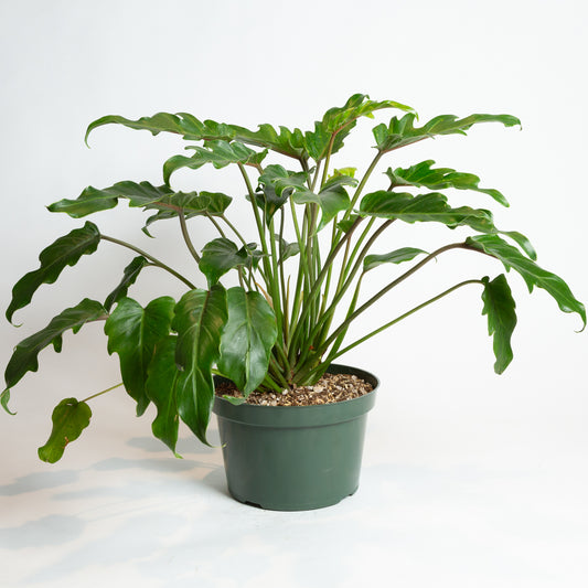 Philodendron 'Little Hope' Floor Plant 10"