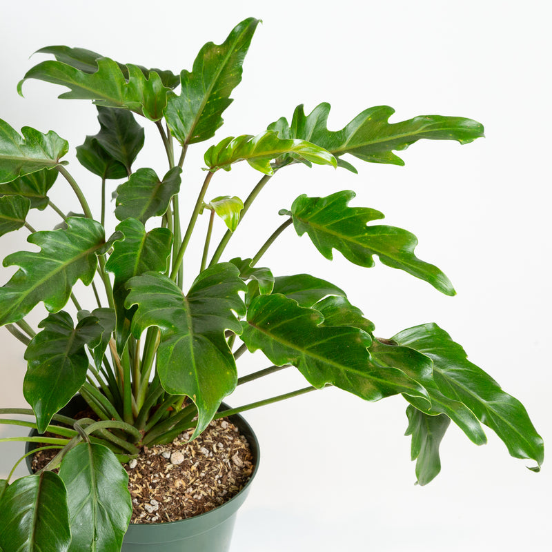 Philodendron 'Little Hope' Floor Plant 10"