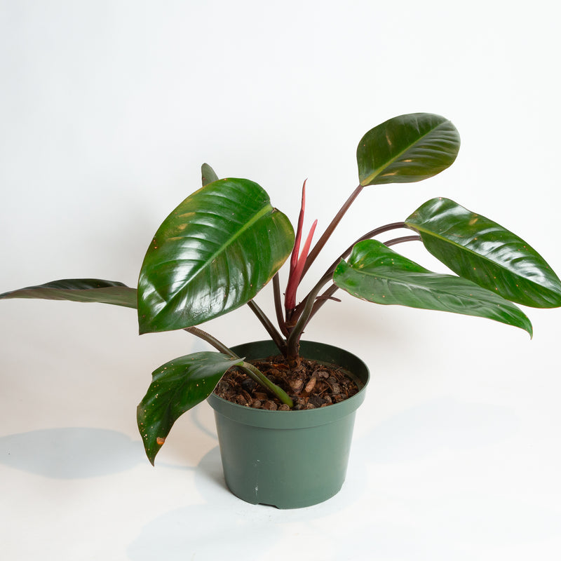 Philodendron 'Red Congo' 8"