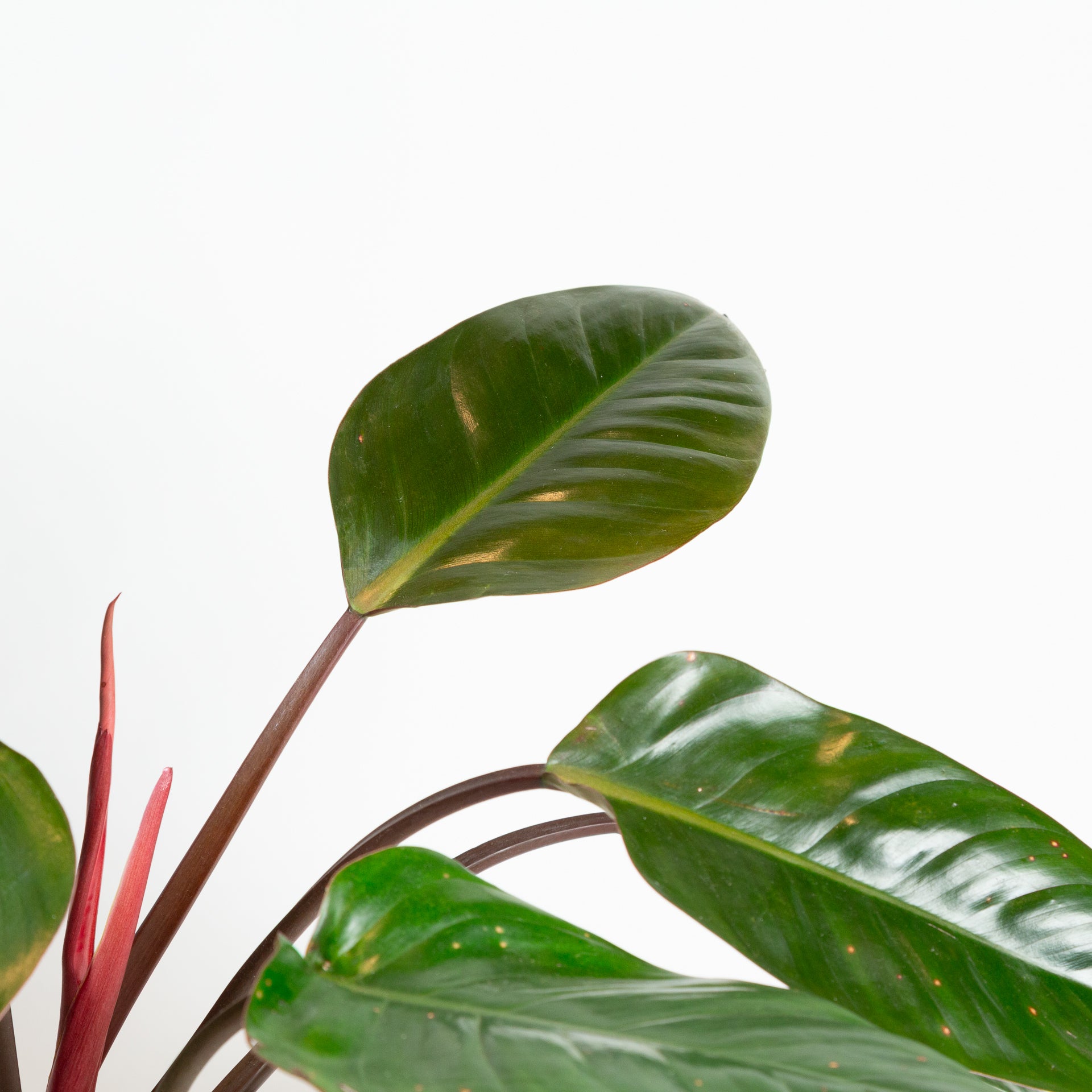 Philodendron 'Red Congo' 8" - Urban Sprouts