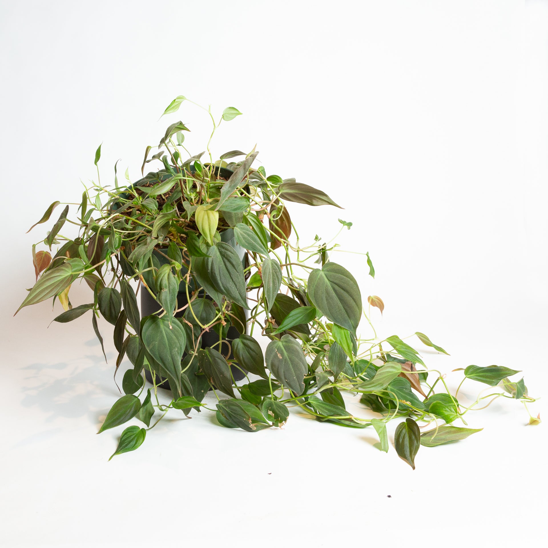 Philodendron 'Micans' 8" - Urban Sprouts