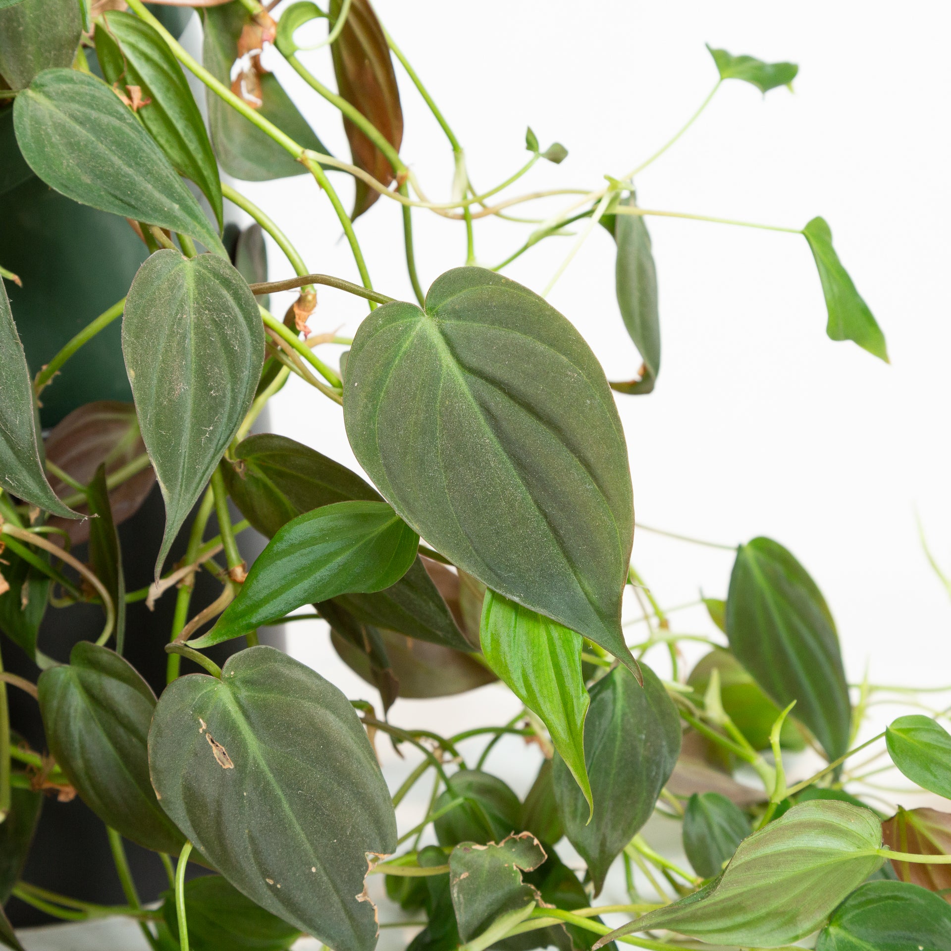 Philodendron 'Micans' 8" - Urban Sprouts